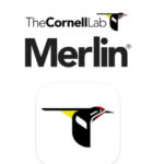 Merlin Bird ID